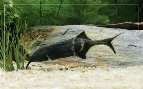 elephant nose fish|Elephant Nose Fish – Species Profile & Facts .
